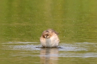 9588 Tachybaptus ruficollis (tuffetto)